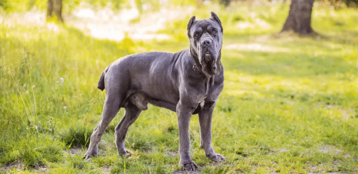 Cane Corso: wszystko, co musisz wiedzieć