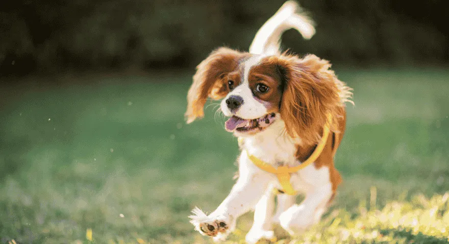 Cavalier King Charles Spaniel gode hunderacer lejligheder