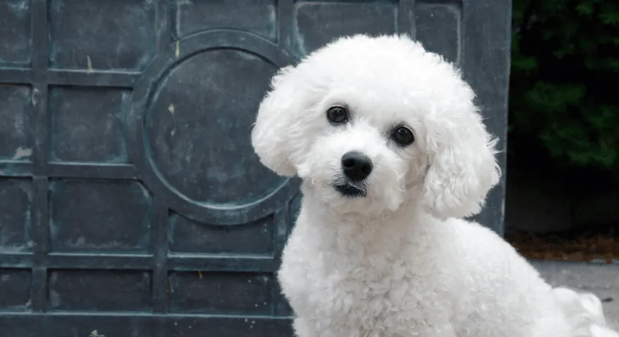 Bichon Frise. Den bedste hunderace