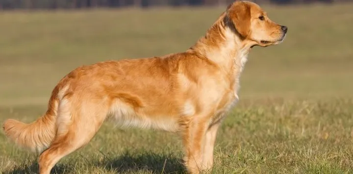 De venligste hunderacer