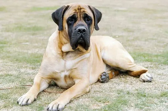 Hvor længe lever mastiffs?