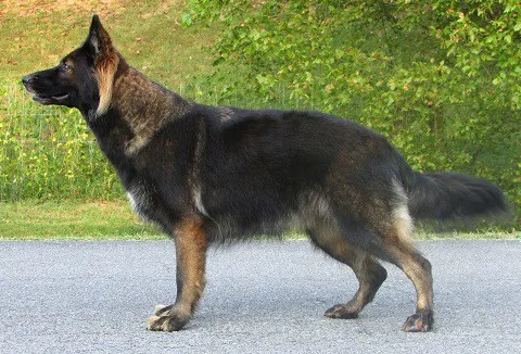 Gembala Jerman yang gemuk tidak berumur panjang