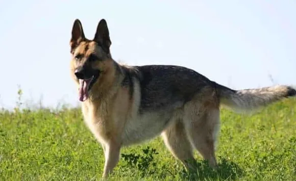 Gembala Jerman Gemuk Adalah Masalah Besar