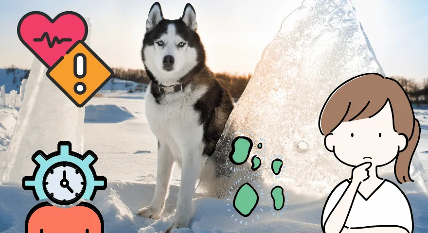 Колико дуго живе хаскији