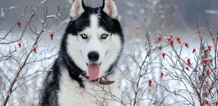 Kiek laiko gyvena haskiai?