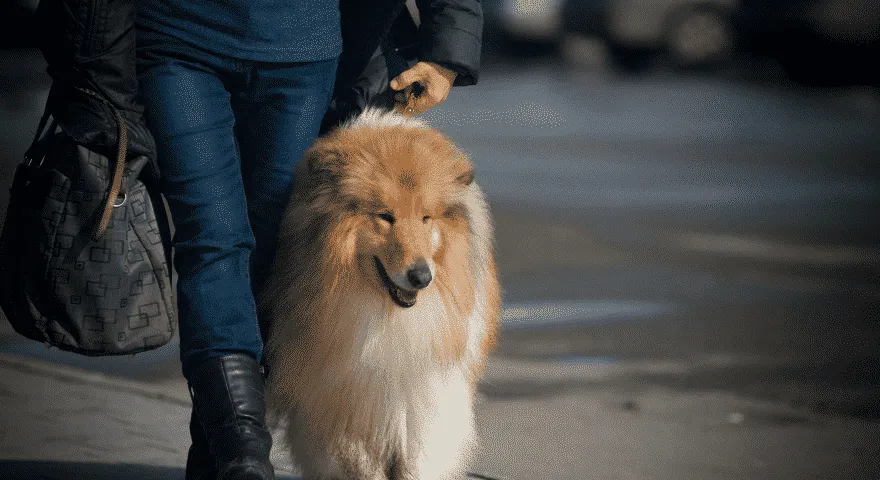 prolungare la durata della vita dei collie