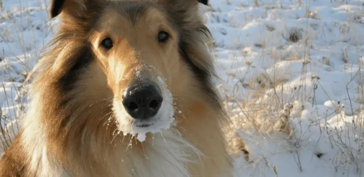 כמה זמן חיים קולי