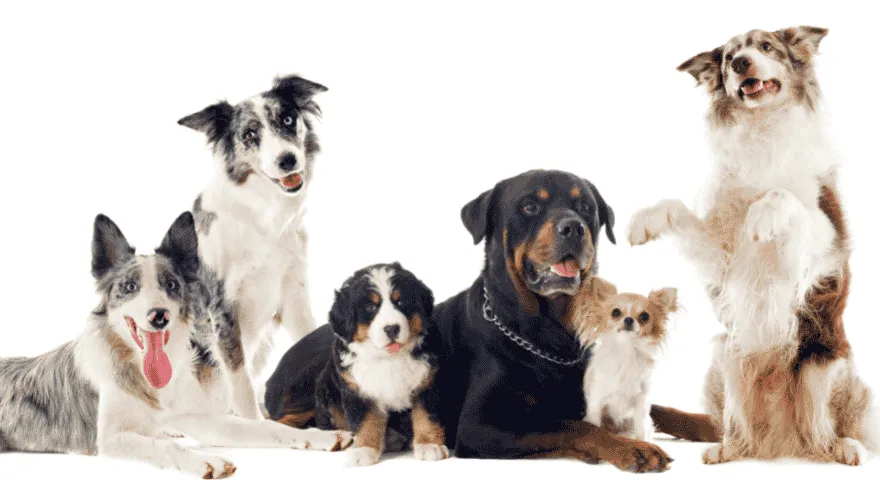 Rasa psa może zostać rozpoznana' title='Ile jest ras psów