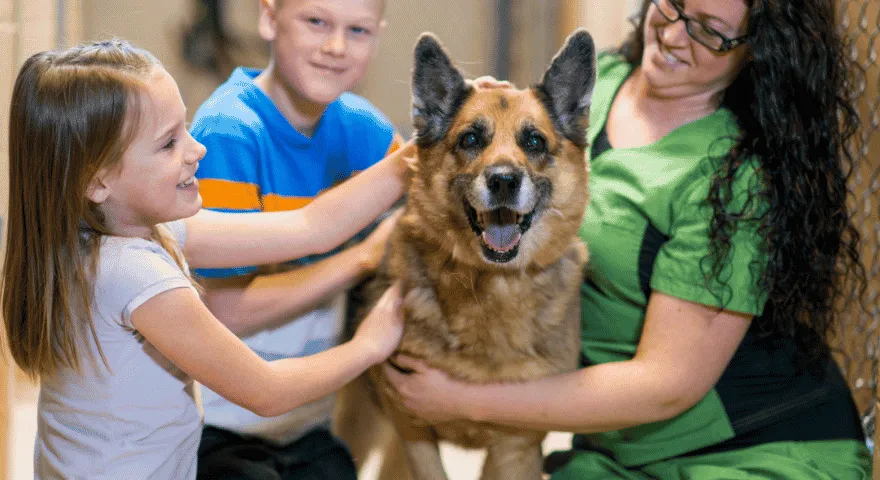 Zaadoptuj oficjalnie uznaną rasę psa' title='Ile jest ras psów