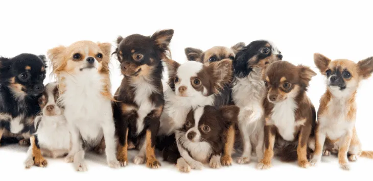 Πόσο ζουν τα Τσιουάουα;