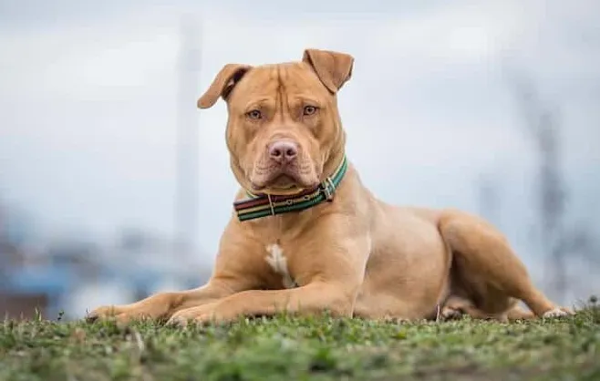 Jak długo żyją pitbulle?' title='Jak długo żyją pitbulle?