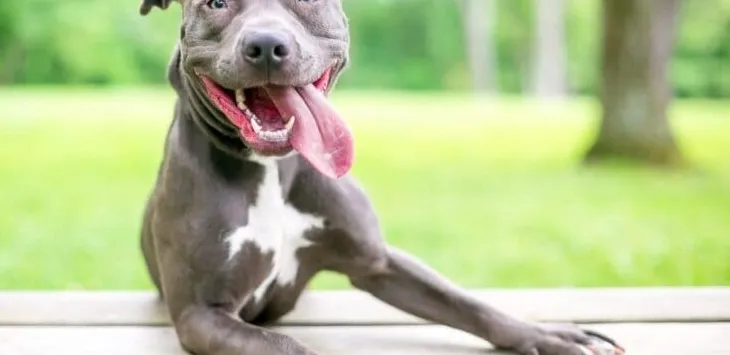 Jak długo żyją pitbulle?