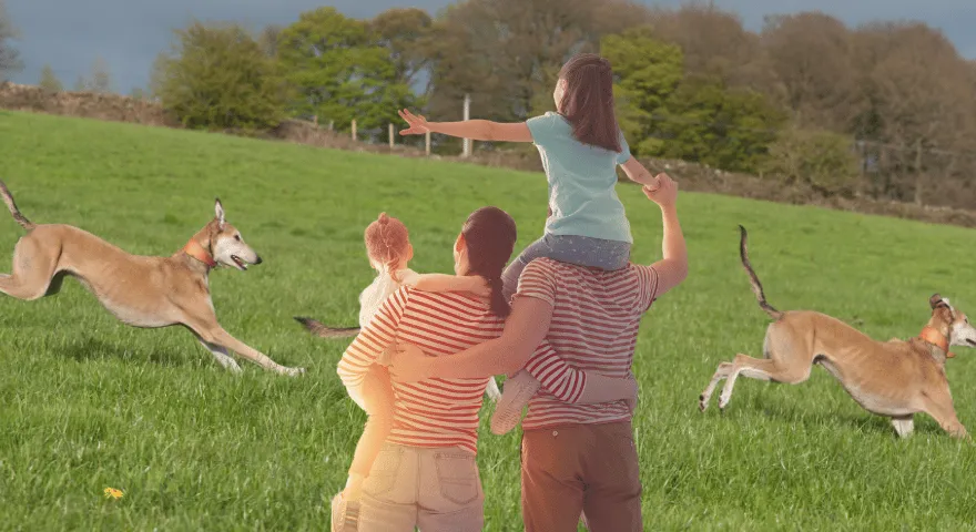 Czy Lurchery dobrze radzą sobie z dziećmi?' title='Czy Lurchery są dobrymi zwierzętami rodzinnymi?