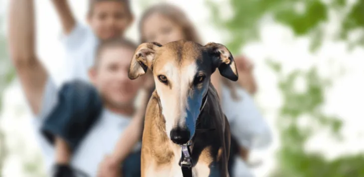 Czy Lurchery są dobrymi zwierzętami rodzinnymi?