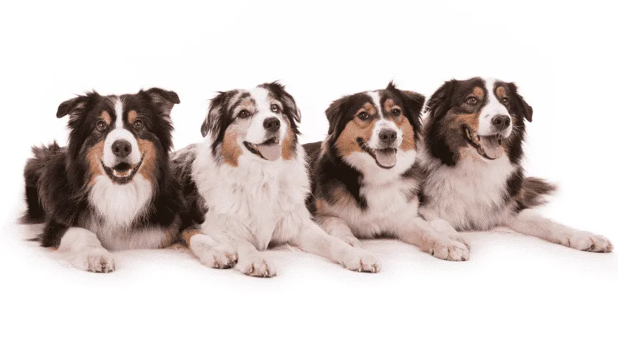 Owczarki australijskie mogą być wykorzystywane do wielu rzeczy' title='10 niesamowitych faktów na temat owczarków australijskich