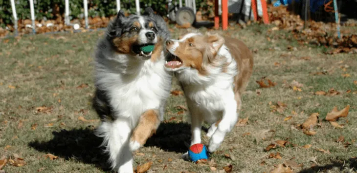 10 niesamowitych faktów na temat owczarków australijskich
