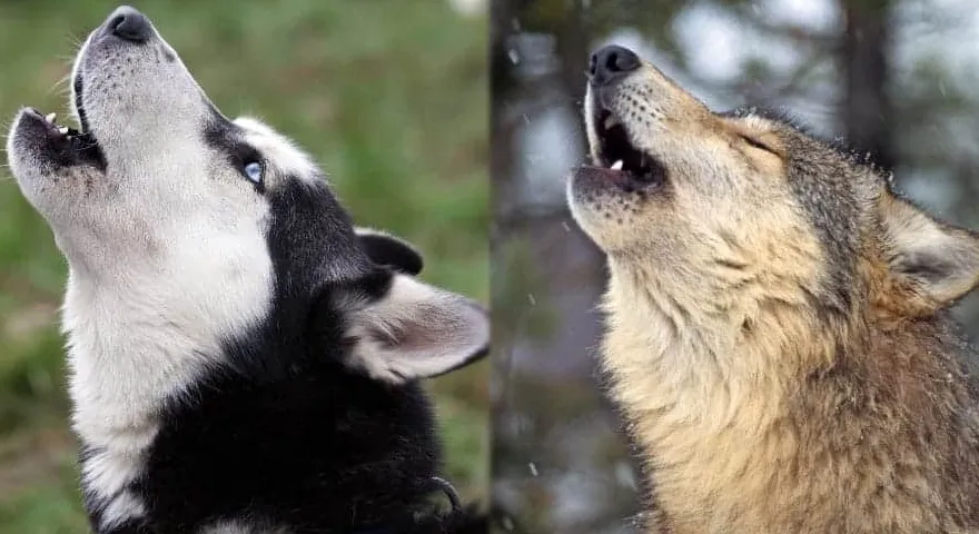 Wilk kontra. Husky: Czy są spokrewnieni?' title='Wilk kontra. Husky: Czy są spokrewnieni?