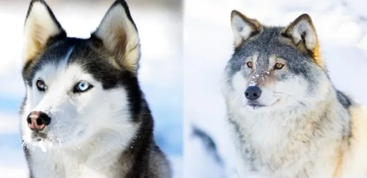 Wilk kontra. Husky: Czy są spokrewnieni?