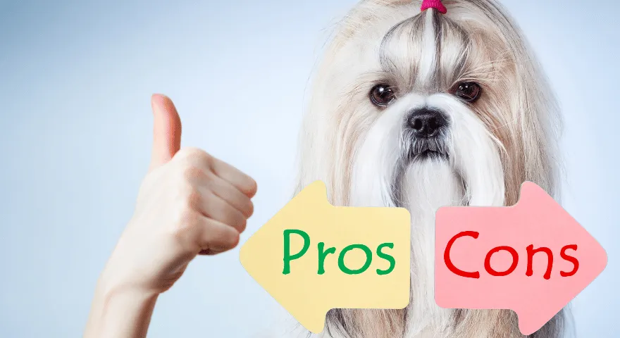 pro e contro di Shih Tzu