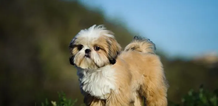 Sjajne i ne tako sjajne stvari o Shih Tzuu