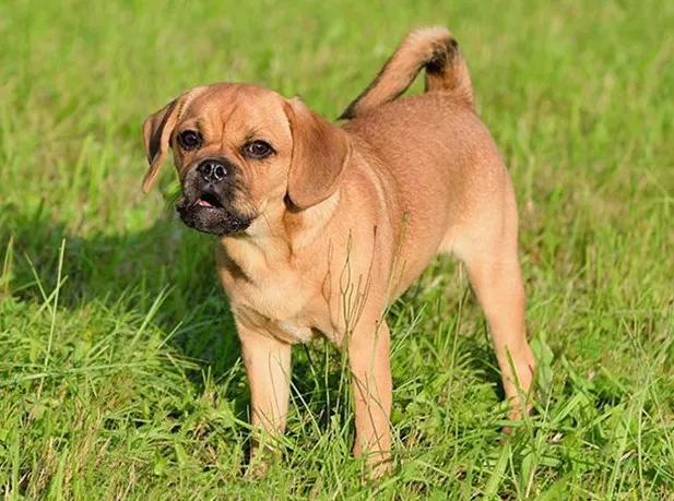 Puggle malé smíšené plemeno psa