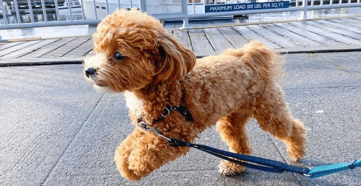 Yorkiepoo malé smíšené plemeno psa