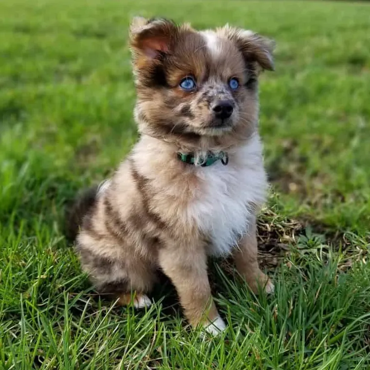 Nejroztomilejší smíšené psí plemeno Aussie Pom Dog