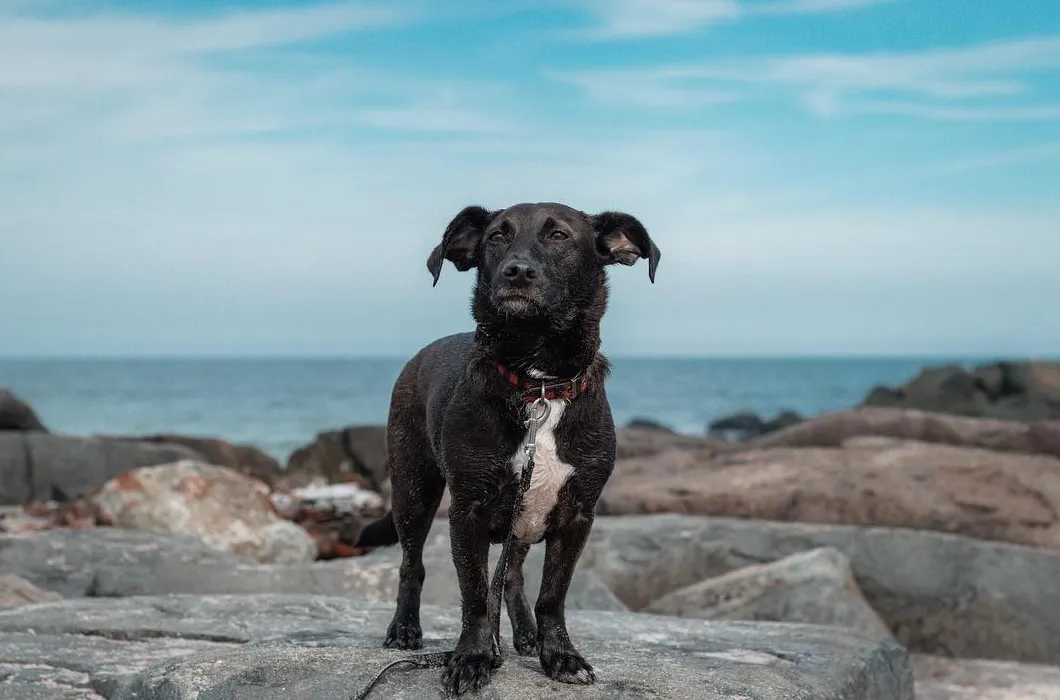 Corgidor nejhezčí smíšené plemeno psa