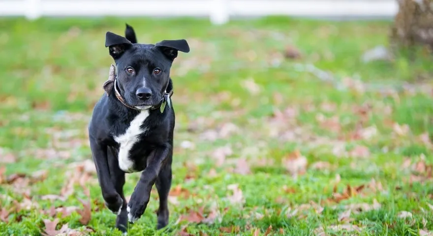 Boxador nejroztomilejší smíšené plemeno psa