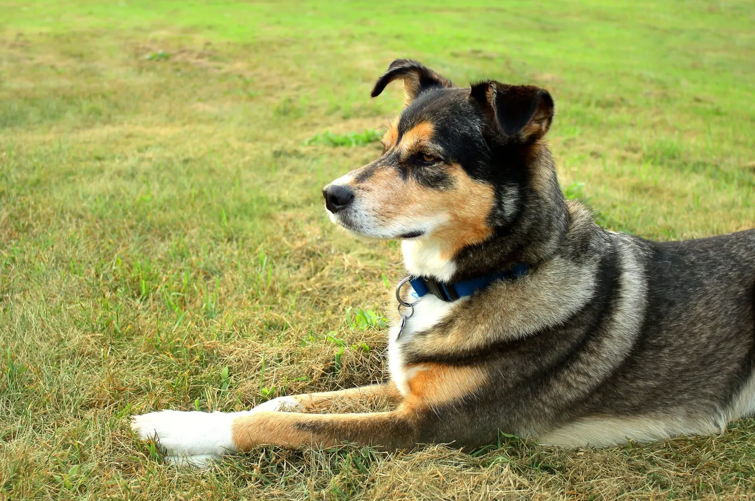 Shollie nejhezčí smíšené psí plemeno