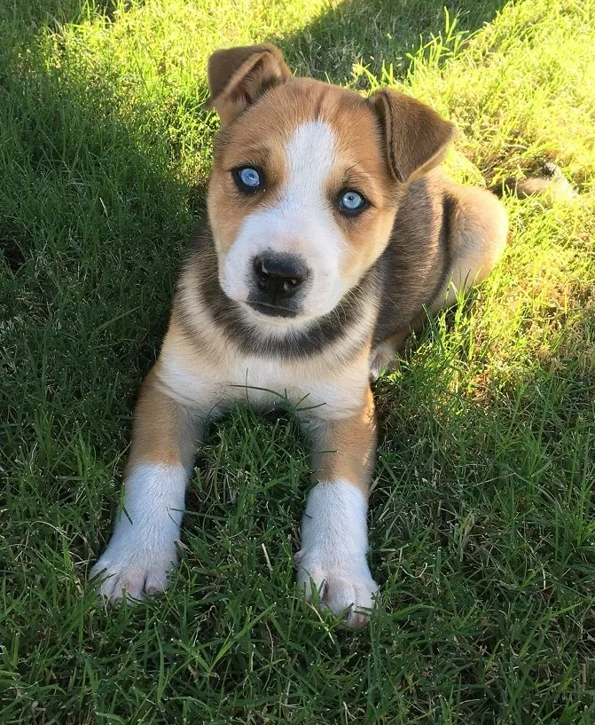 Pitsky nejroztomilejší smíšené psí plemeno