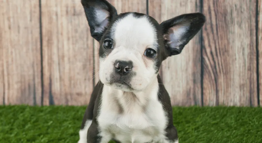 Nejroztomilejší psí plemeno Frenchton