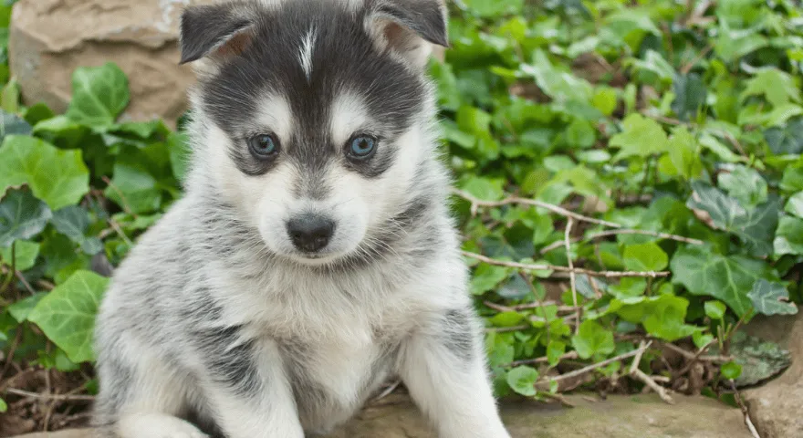 Pomský psí plemeno