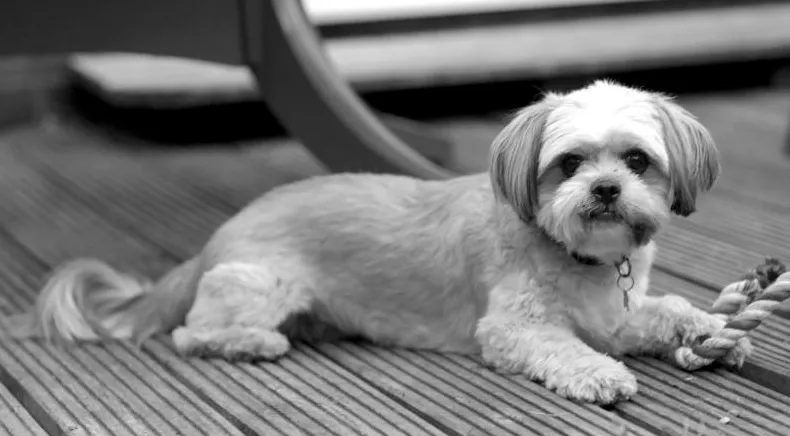 ShiChi nejroztomilejší psí plemeno