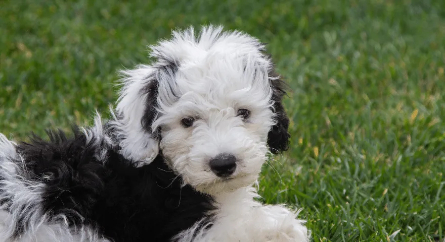Sheepadoodle nejroztomilejší psí plemeno