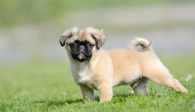 Chug malé psí plemeno