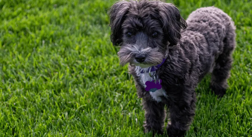 Maltipoo malé smíšené plemeno psa