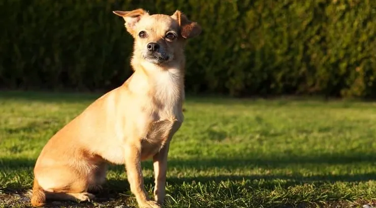 Chiweenie malé plemeno psa