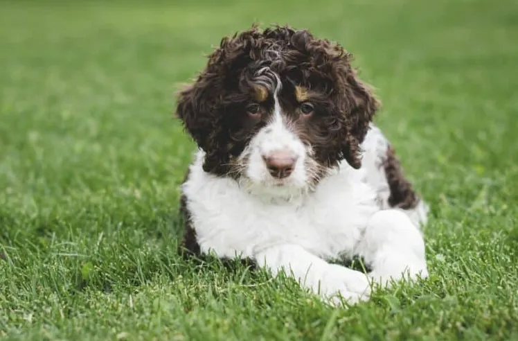 Plemeno psa Bernedoodle