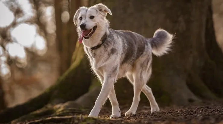 Goberian nejhezčí smíšené psí plemeno