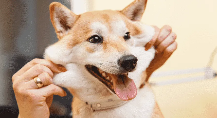 柴犬のアレルギー反応を避ける