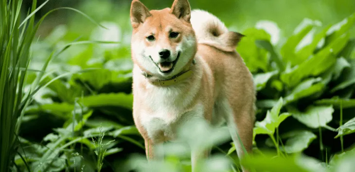 柴犬は低アレルギーですか