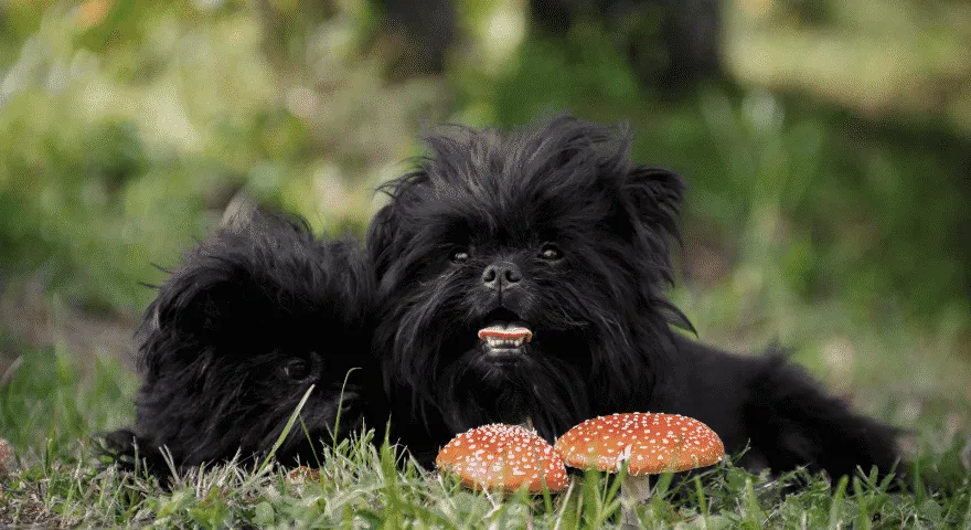 Rasy psów Affenpinscher, które nie linieją
