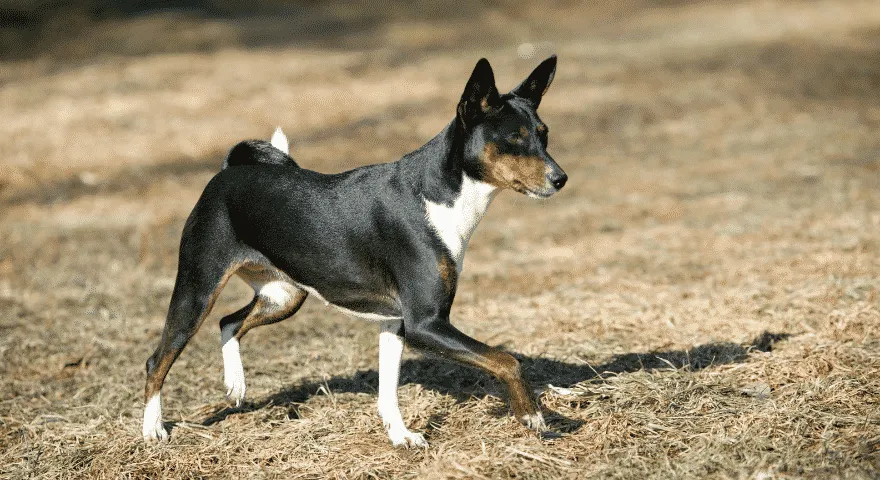 Rasy psów Basenji, które nie linieją