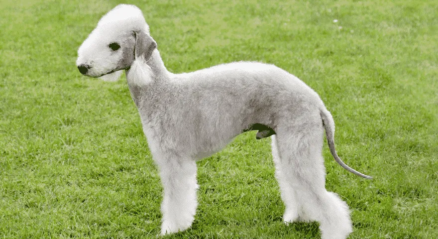 Psy rasy Bedlington Terrier nie linieją