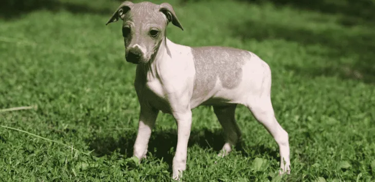 Cuda hipoalergiczne: najlepsze rasy psów, które nie linieją