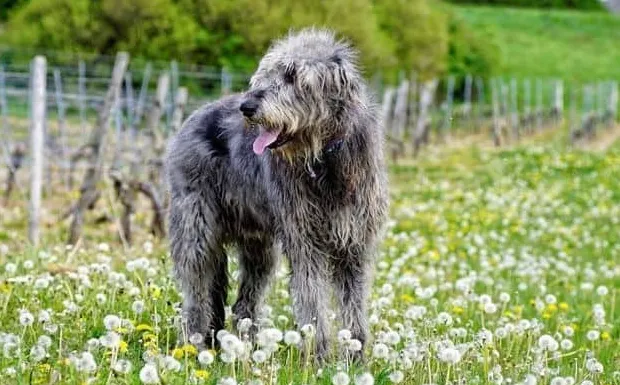 Vilka är de lugnaste hundraserna?
