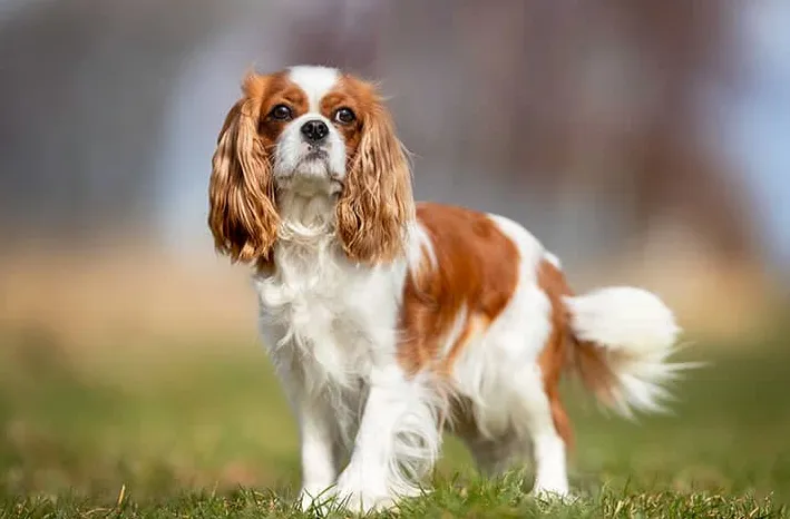 Vilka är de lugnaste hundraserna?