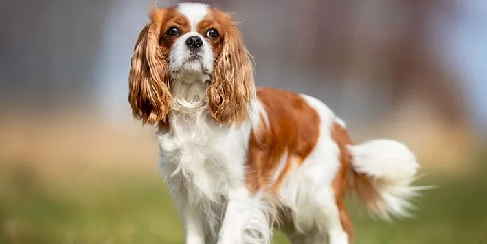 Vilka är de lugnaste hundraserna?