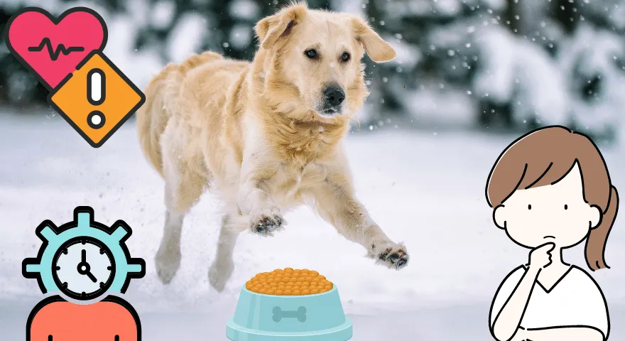 Jak długo żyją golden retrievery' title='Jak długo żyją golden retrievery?